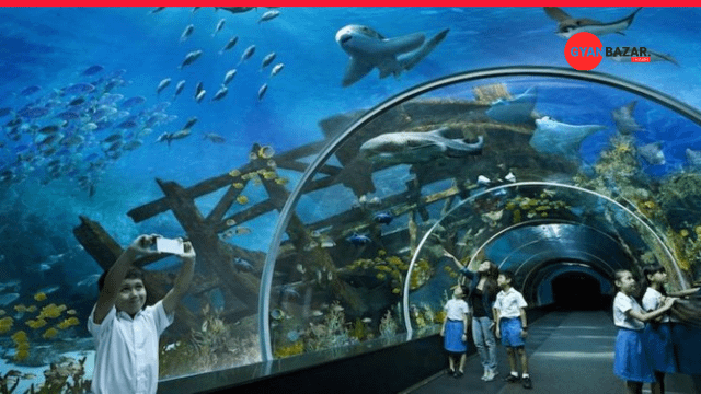Unravel the Fascinating World of Marine Life at Fisheries Museum