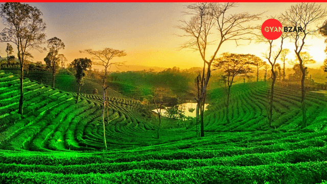 Assam: The Largest Tea Producing State of India.