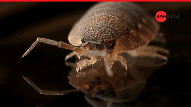 The Best Ways to Avoid Bedbugs in Your Home