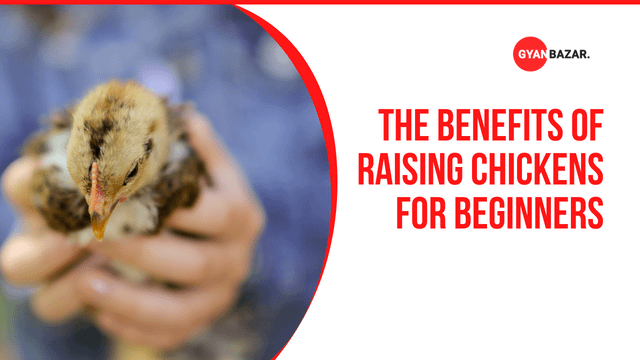 The Benefits of Raising Chickens for Beginners